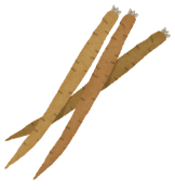 vegetable_gobou